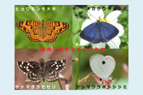 NPO　日本チョウ類保全協会