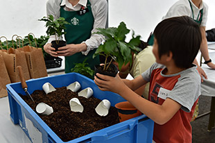 コーヒー豆かすのたい肥を使ってコーヒーの苗木の<br>植え付けをしよう